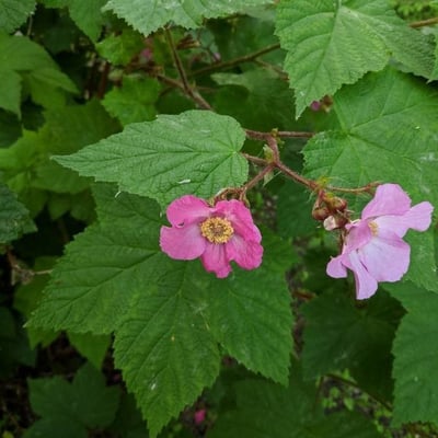 Rubus odoratus — flower