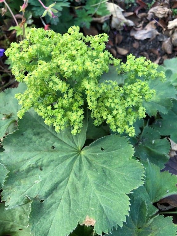 Garden lady's-mantle