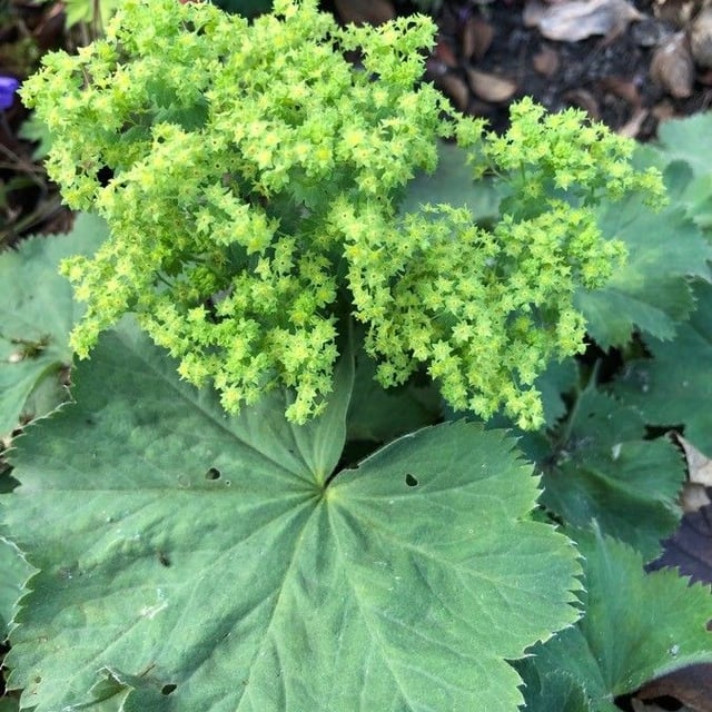 Alchemilla mollis — flower