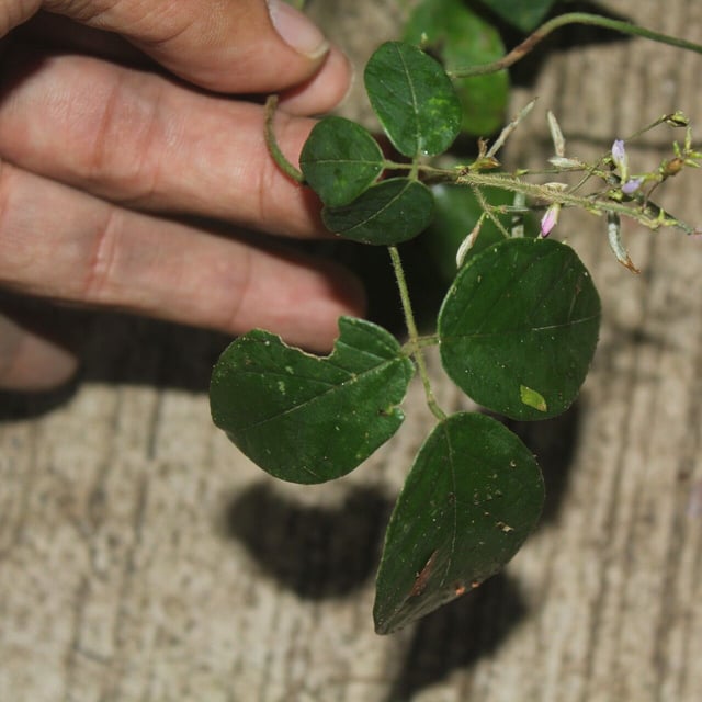 Galactia striata — flower