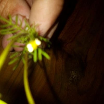 Tagetes filifolia — flower
