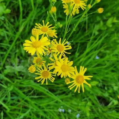 Jacobaea aquatica — flower