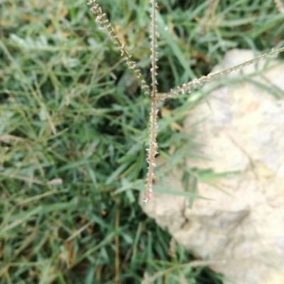 Paspalum vaginatum — flower