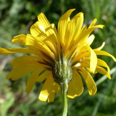 Crepis mollis — flower