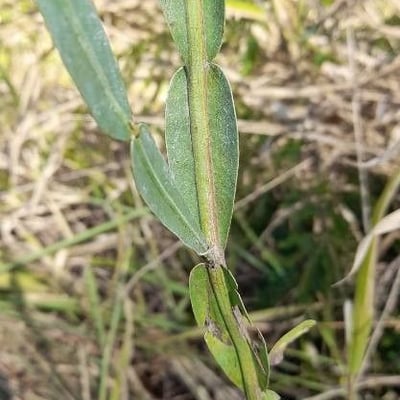 Baccharis articulata — leaf