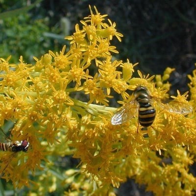 Solidago missouriensis — flower