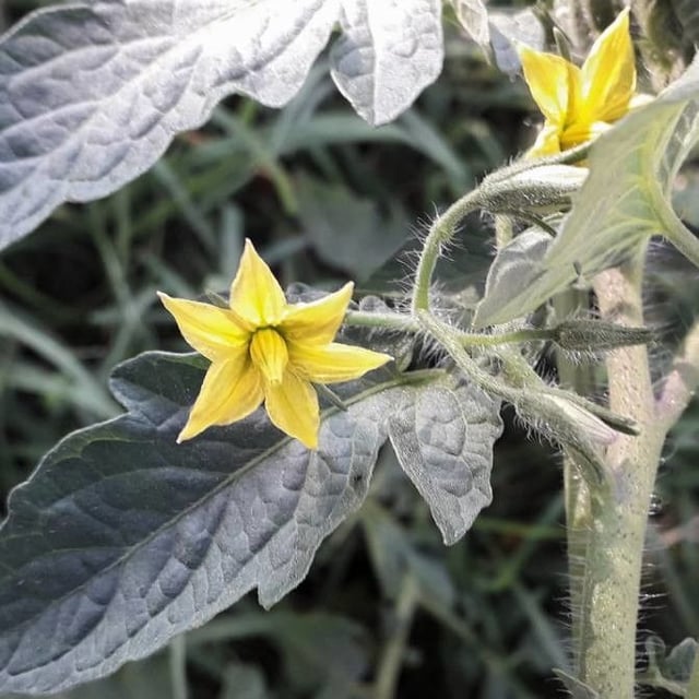 Solanum lycopersicum — flower
