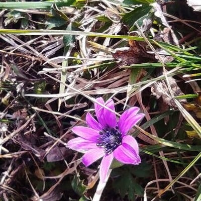 Anemone hortensis — flower