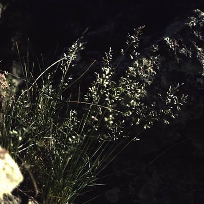 Poa fendleriana — habit