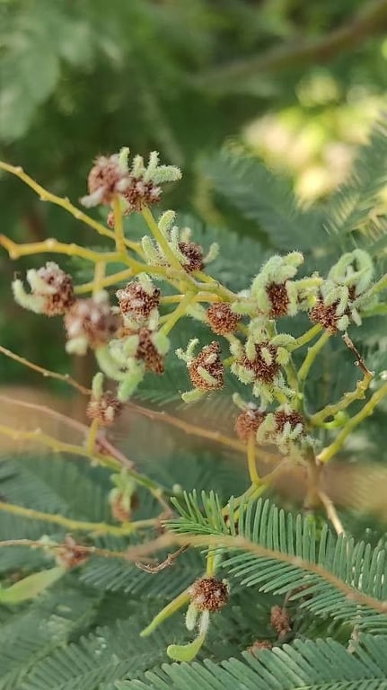 Black wattle