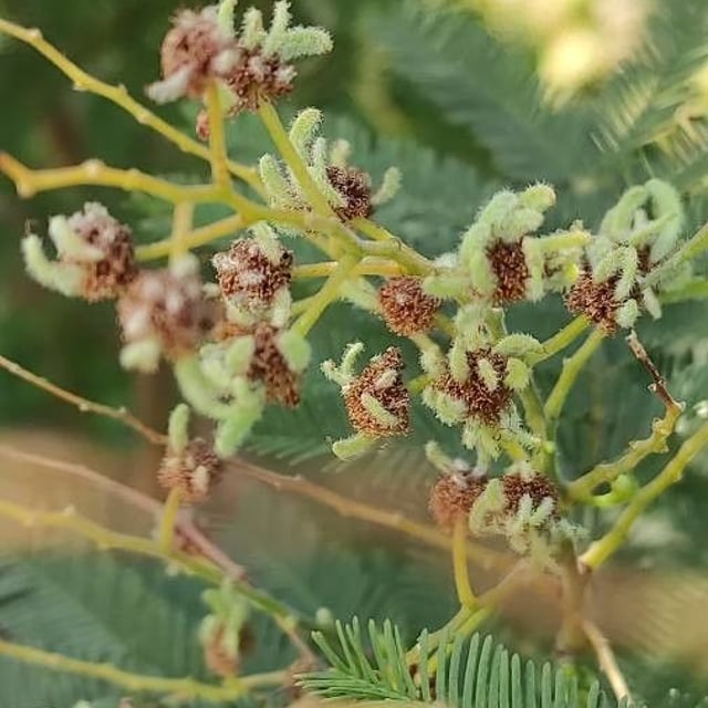 Acacia decurrens — flower