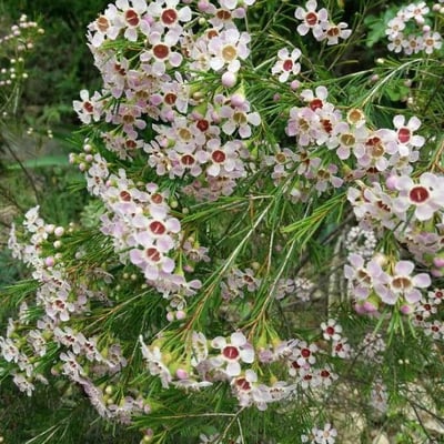 Leptospermum scoparium — flower