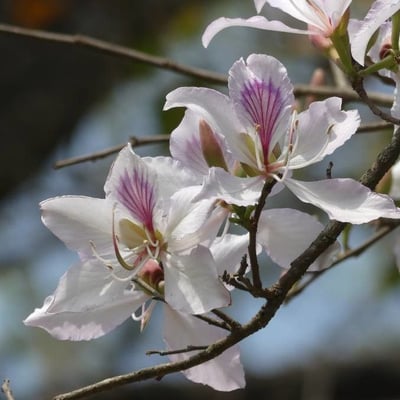 Bauhinia purpurea — flower