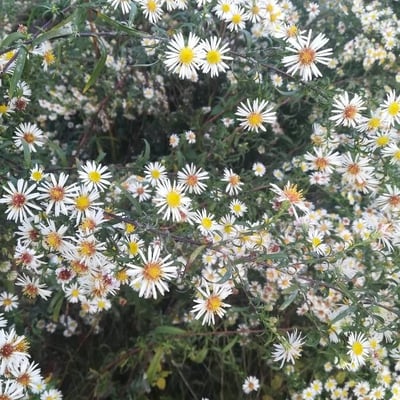 Symphyotrichum ericoides — flower