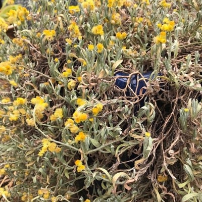 Helichrysum odoratissimum — flower