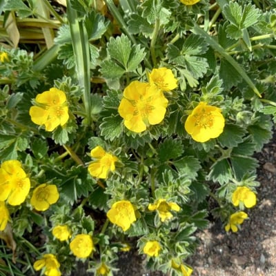 Potentilla cinerea — flower