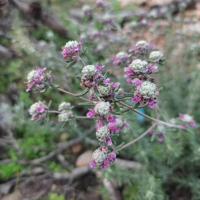 Teucrium capitatum — flower