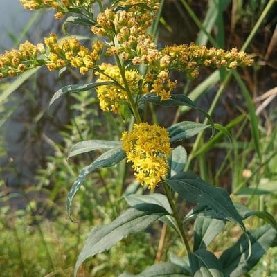 Solidago gigantea — flower