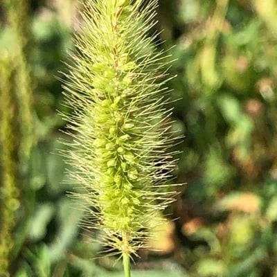 Setaria italica — flower