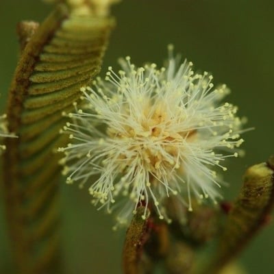 Acacia mearnsii — flower