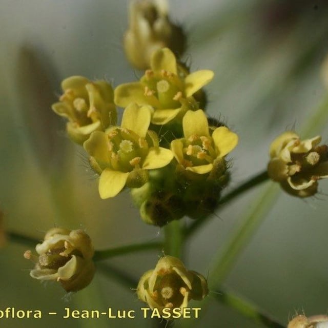 Draba nemorosa — flower