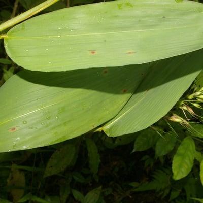 Olyra latifolia — leaf