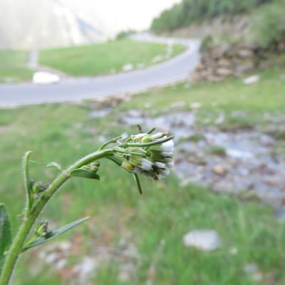 Arabis ciliata — flower