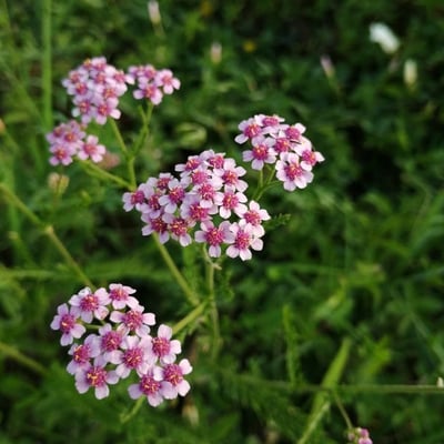 Achillea roseo-alba — flower