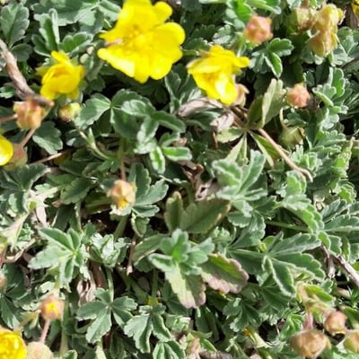 Potentilla cinerea — flower
