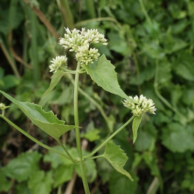 Mikania micrantha — flower