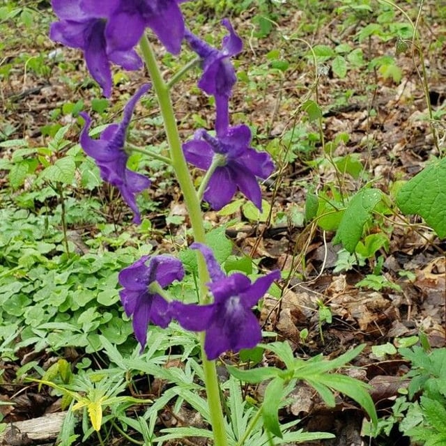Delphinium tricorne — flower