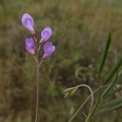 Vicia pubescens — flower
