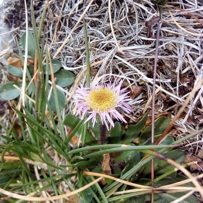 Erigeron alpinus — flower