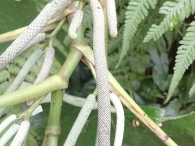 Wild pepper
