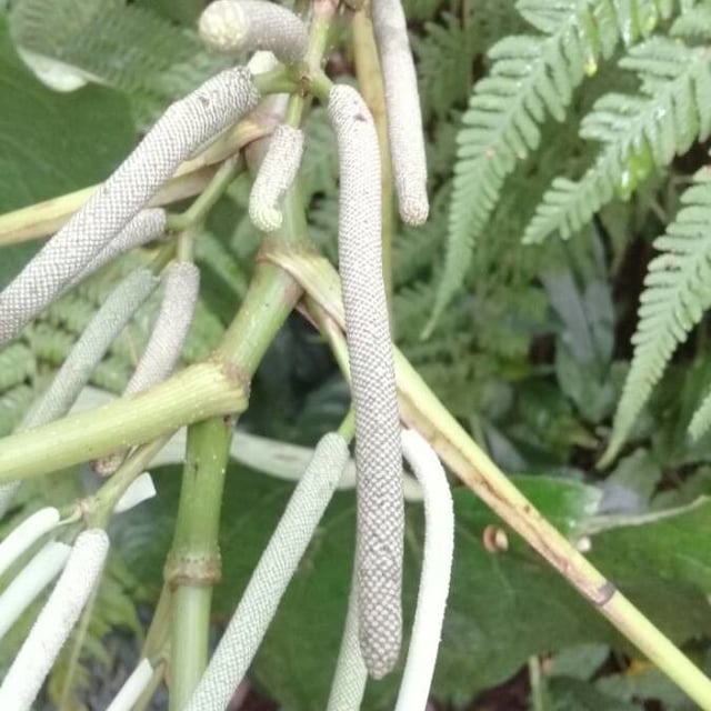 Wild pepper