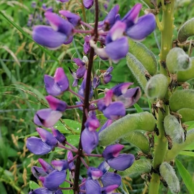 Lupinus perennis — flower