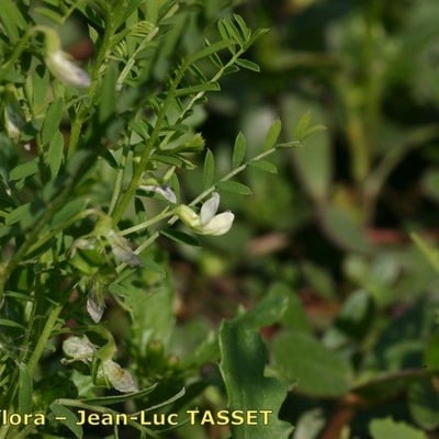 Vicia ervilia — flower