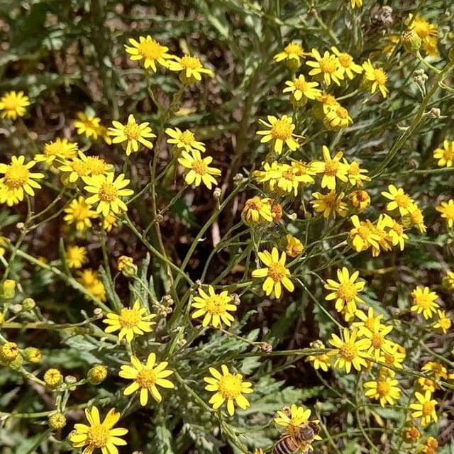 Senecio pterophorus — flower