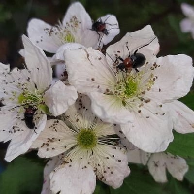 Rubus pruinosus — flower