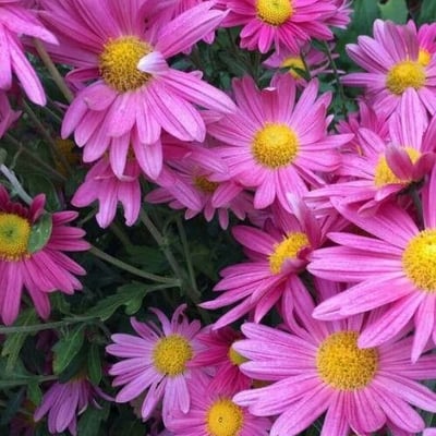 Aster alpinus — flower