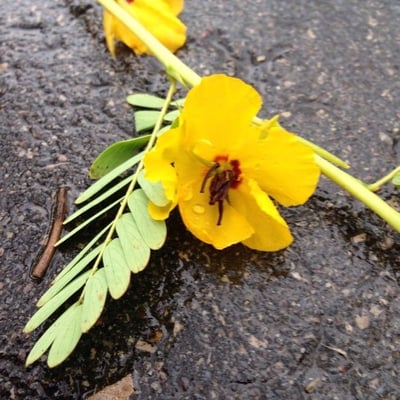 Chamaecrista fasciculata — flower