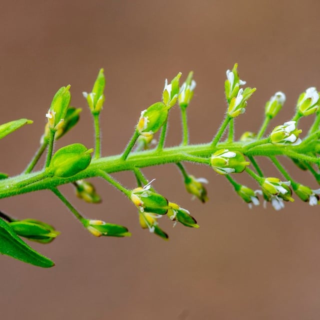 Lepidium heterophyllum — flower