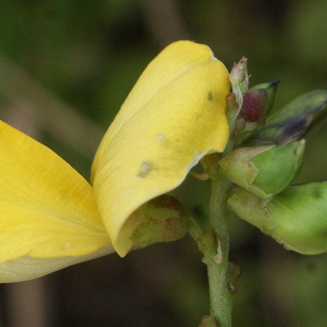 Vigna luteola — flower