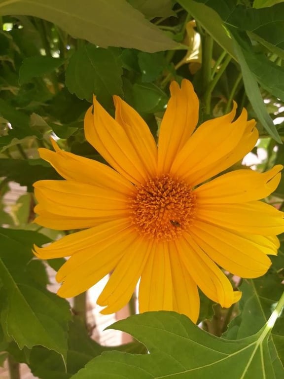 Mexican sunflower