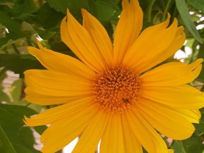 Mexican sunflower