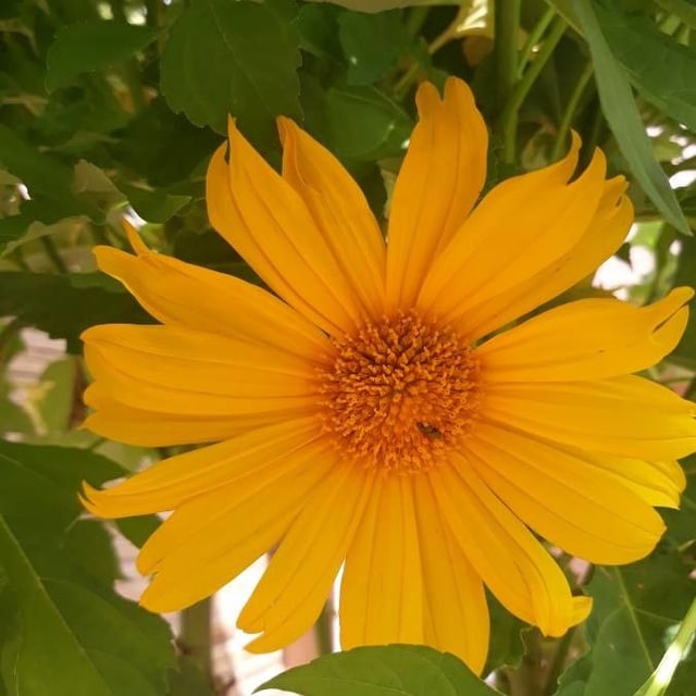 Tithonia diversifolia — flower