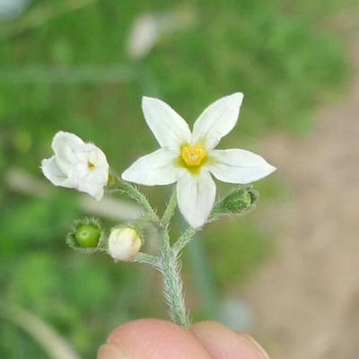 Solanum americanum — flower