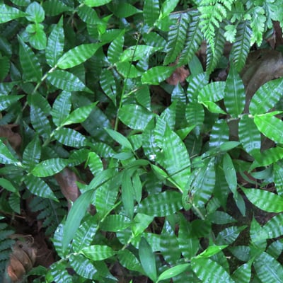 Oplismenus compositus — leaf