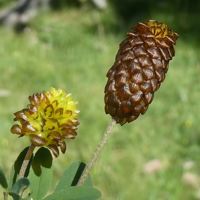 Trifolium spadiceum — flower