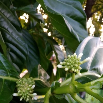 Morinda citrifolia — flower